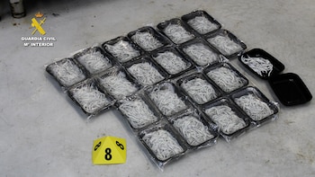 Parte de las anguilas decomisadas