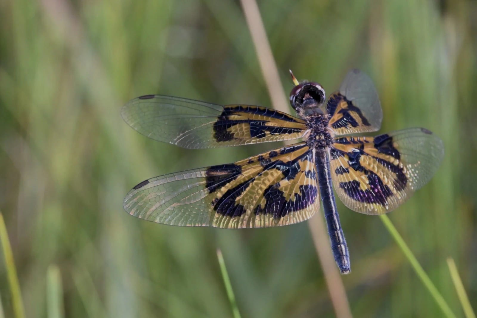 La libélula conocida como “butterfly flutterer” destaca por el patrón y el color de sus alas, una de las nuevas especies identificadas en la región (The Wilderness Project)