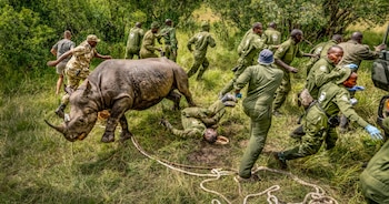 Un equipo veterinario atendió a