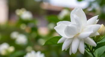 El jazmín común y el