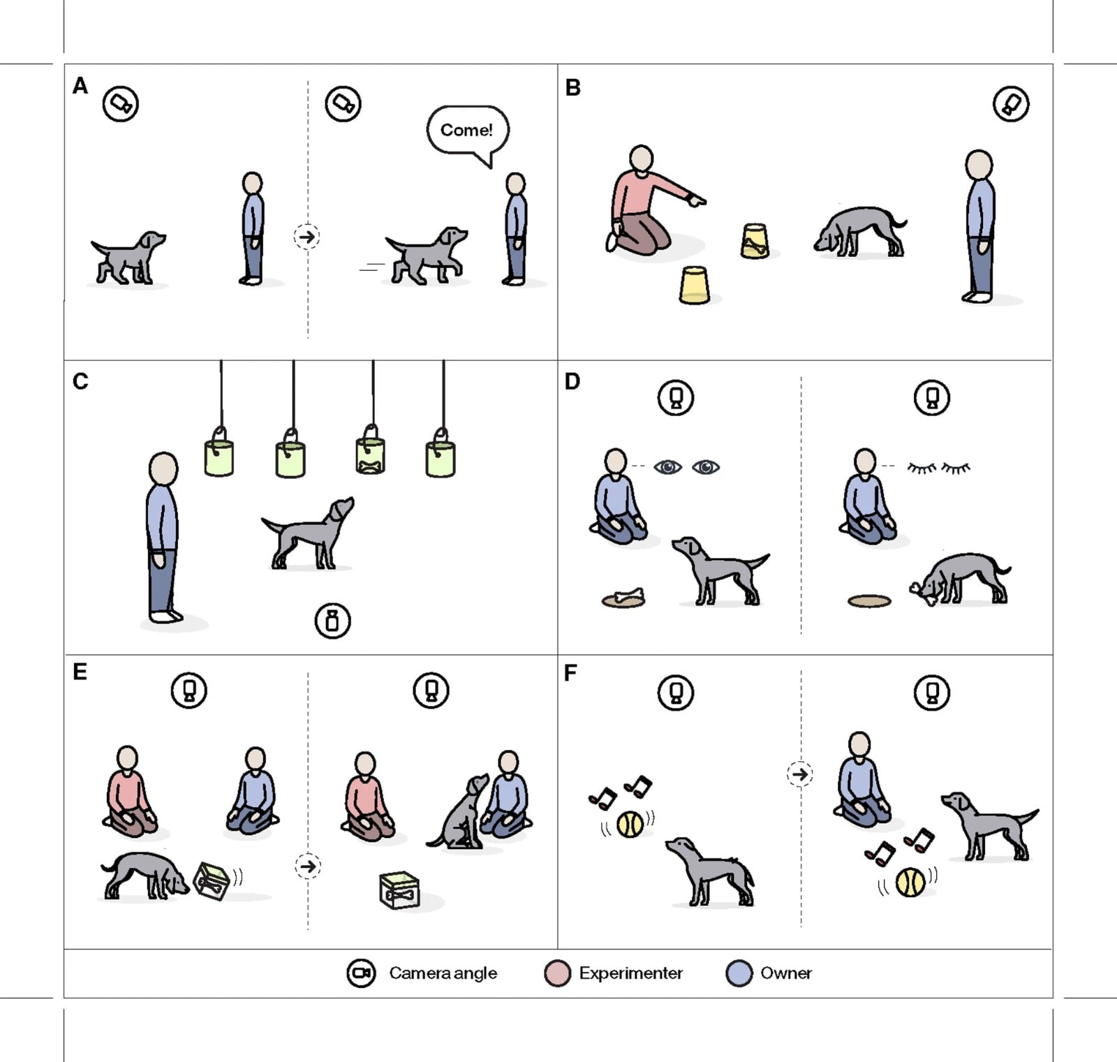 Más del 90% de los cuidadores encuestados en los cinco países afirmó que su perro intentaría protegerlo ante una situación de amenaza (Gentileza, estudio: Sorprendentes similitudes globales en las interacciones entre perros y humanos, publicado en Nature)