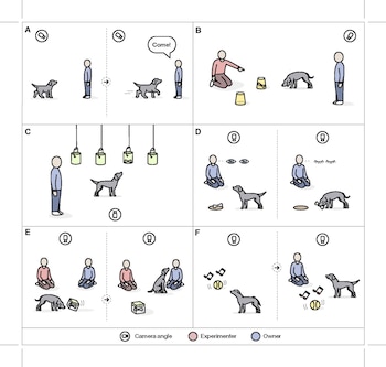 Diagrama con seis paneles rotulados de la A a la F que muestran perros, personas, recipientes, juguetes e iconos de cámaras