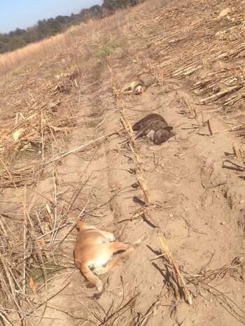 (Foto: Twitter @cuazzjjhm)