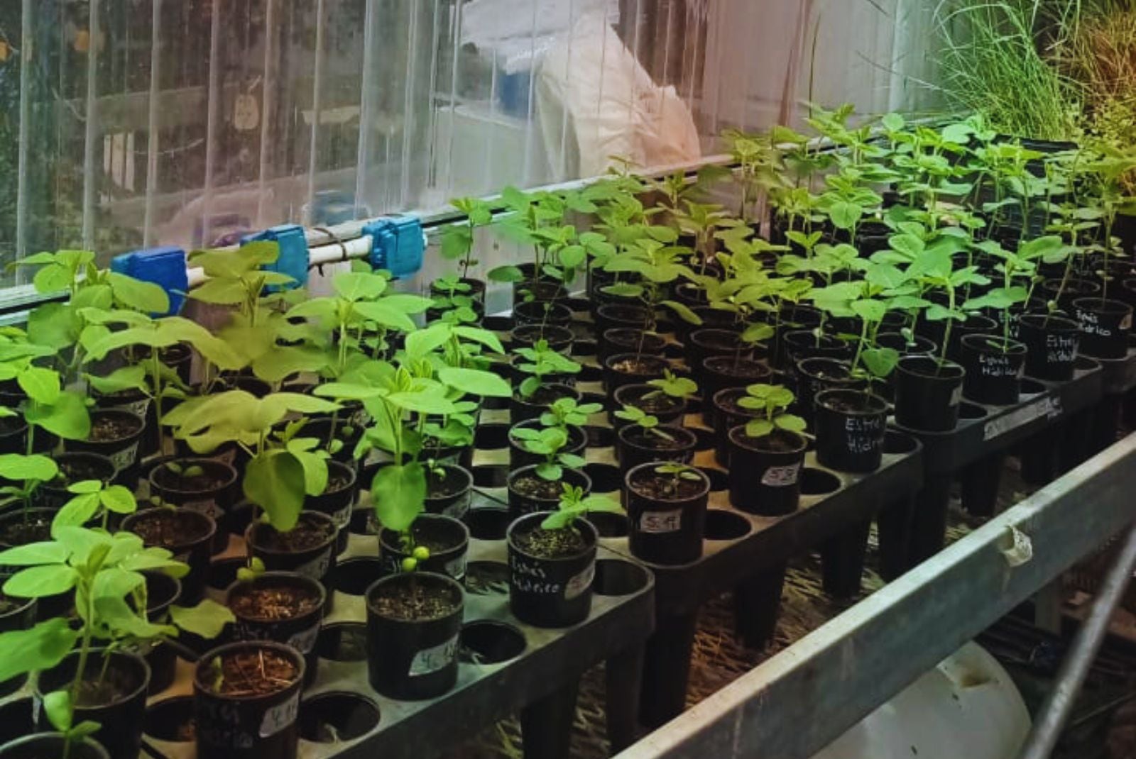 En las plantas más tolerantes a la sequía, la prolina comenzó a acumularse antes y alcanzó niveles más altos que en las sensibles. (INTA)