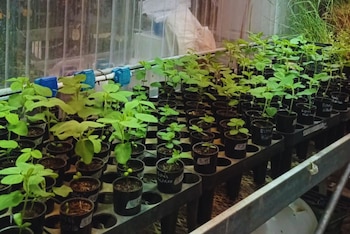 En las plantas más tolerantes a la sequía, la prolina comenzó a acumularse antes y alcanzó niveles más altos que en las sensibles.
