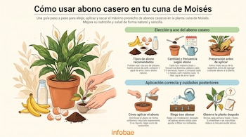 Infografía: planta cuna de Moisés, manos, abonos caseros (plátano, huevo, café, arroz, compost), regadera, lupa, cuaderno. Con logo Infobae.