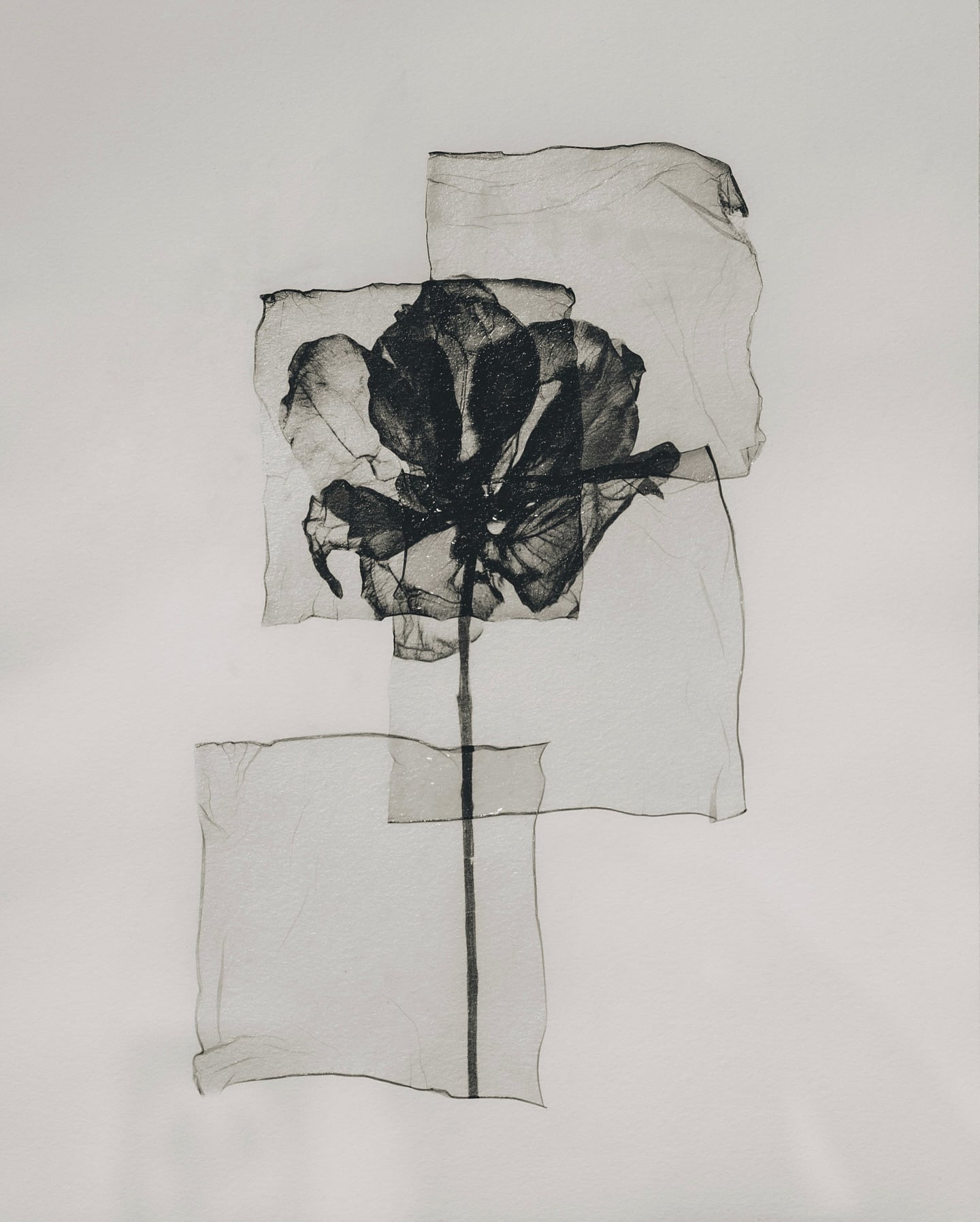 Parallel Botany #9 de Kentaro Takahashi. (Imagen Ilustrativa Infobae)