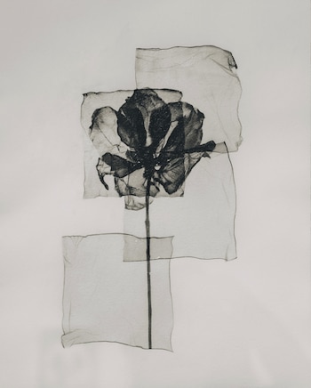 Obra de arte monocromática de una flor abstracta, con pétalos oscuros y translúcidos superpuestos sobre un tallo fino en un fondo claro
