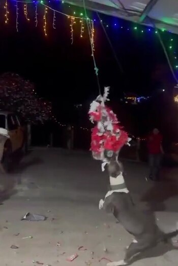 El can sorprendió a todos