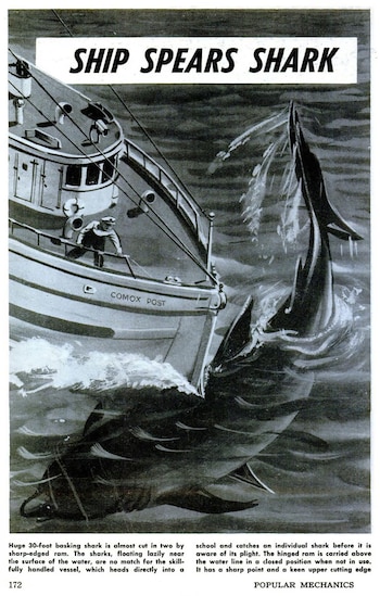 Ilustración en blanco y negro de un barco llamado Comox Post que choca con un gran tiburón en la superficie del agua
