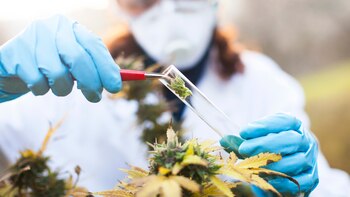 Medicamentos con base en cannabis