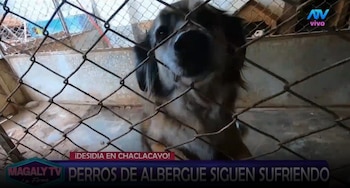 Animalistas esperaron al alcalde Sergio Baigorria desde temprano y personal de limpieza llegó casi al mediodía. ATV/ Magaly TV La Firme.