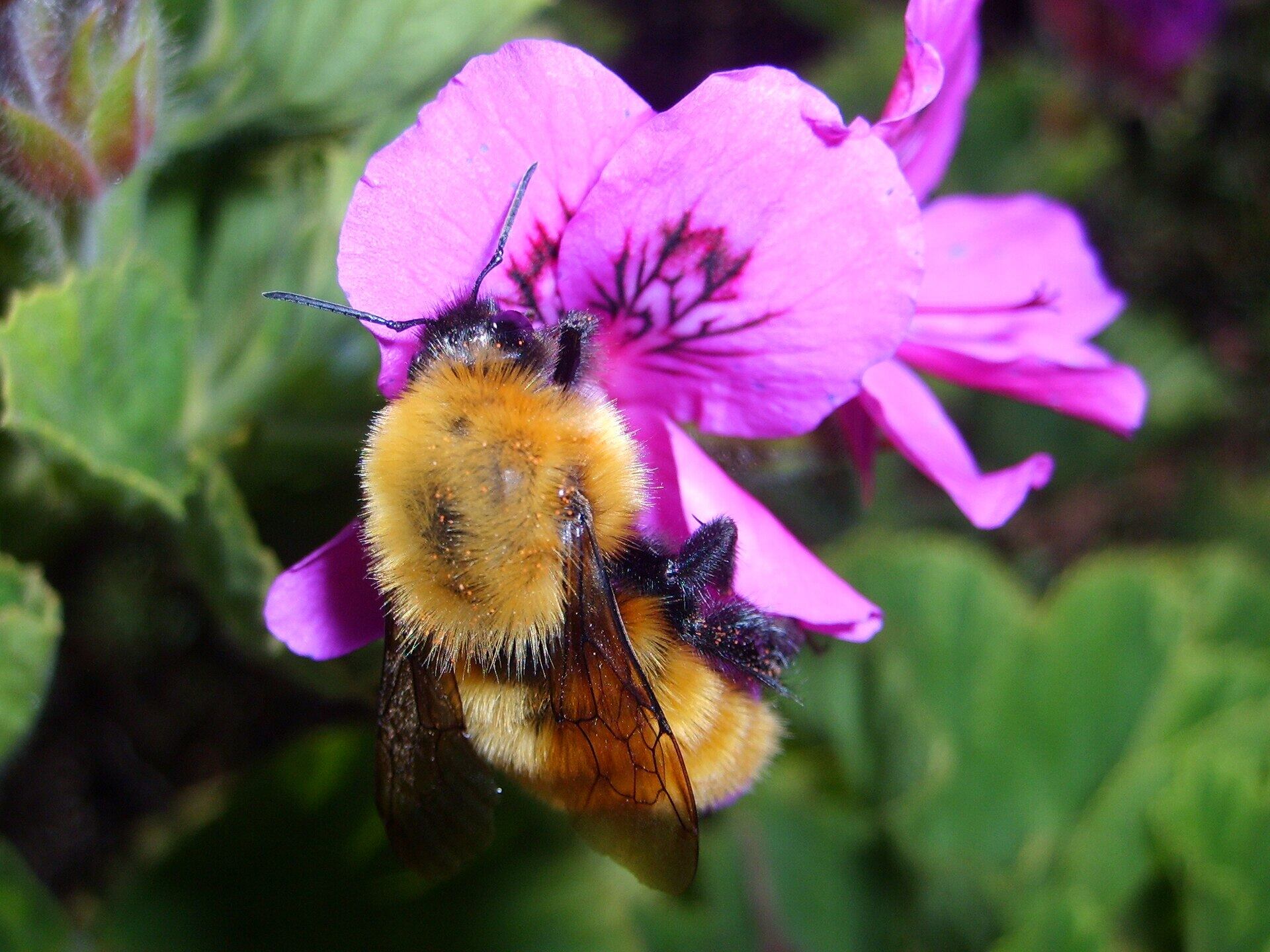Un estudio de la Universidad Queen Mary demuestra que los abejorros pueden aprender patrones de luz similares al código morse (Wikimedia)