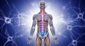 Modelo anatómico realista del cuerpo humano visto de frente, con la médula espinal resaltada en azul y rutas neuronales hacia brazos y piernas.