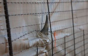 El número de animales salvajes