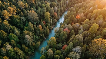 Vista aérea de un bosque denso con árboles de múltiples tonos de verde, follaje rojizo y un río azul verdoso serpenteante.