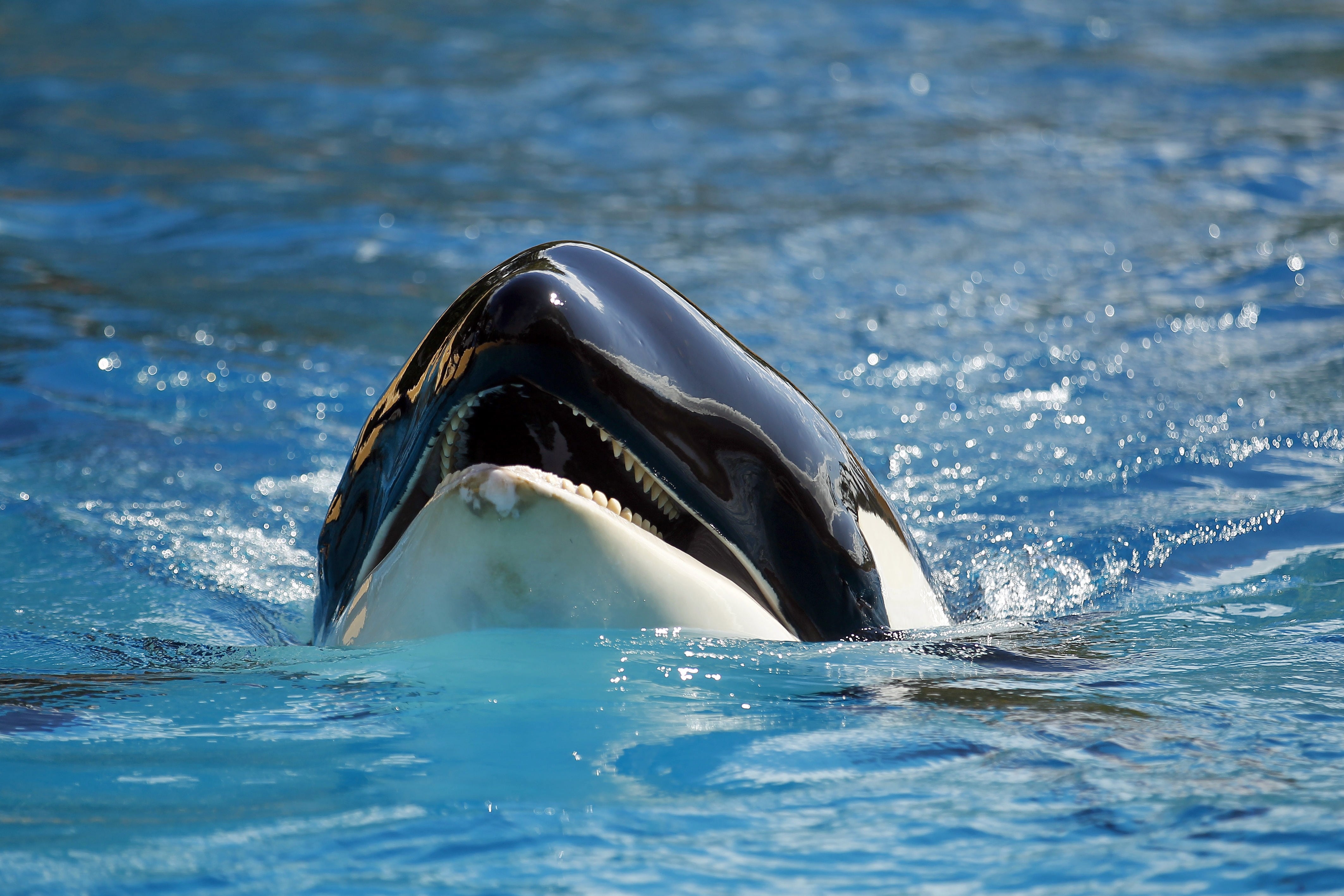Foto de archivo de una orca (Cristóbal García/EFE)