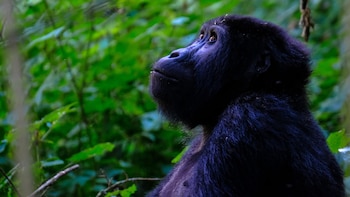 El futuro de los gorilas