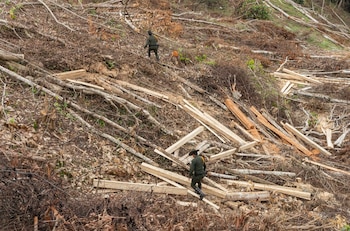 Imagen de referencia - La madera ilegal del Chocó llega a Europa por puertos de Rotterdam, Amberes, Valencia y Barcelona, impactando la seguridad de las cadenas de suministro - crédito Policía Nacional