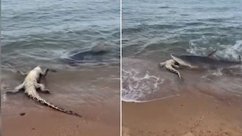 Alice Bedwell documentó con su