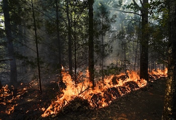 Una línea de llamas naranjas y rojas consume la hojarasca seca en el suelo de un bosque con árboles altos y oscuros y una ligera neblina de humo