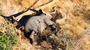 La falta de buitres en