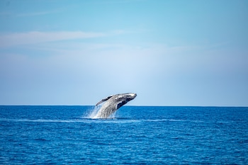El Día Mundial de las
