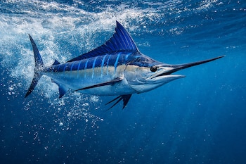 Marlín azul nadando bajo el agua con cuerpo azul y plateado, rayas claras, aleta dorsal alta y pico largo. Burbujas y luz del sol visible en la superficie.