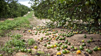 La enfermedad del envejecimiento de