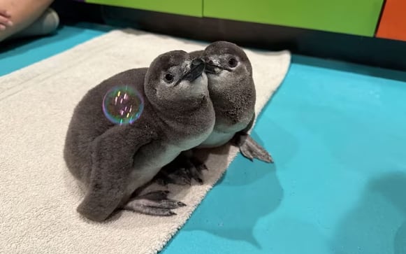 Siete pingüinos africanos nacieron este año en el Ripley's Aquarium of Myrtle Beach, un hecho poco frecuente para una especie cuya supervivencia está en riesgo real (Ripley's Aquarium of Myrtle Beach)