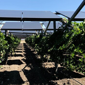 Sistema agrivoltaico en el cultivo