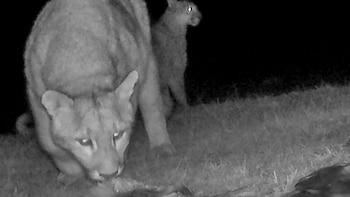 Pumas cazando salmones: la sorprendente escena registrada en ríos de la Patagonia argentina