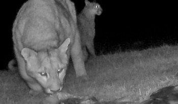 Cámaras trampa confirmaron que los pumas de la Patagonia capturan salmones vivos en ríos invadidos por el salmón Chinook (CENPAT-CONICET)