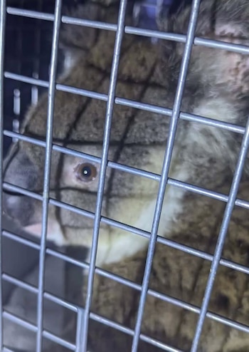 El ejemplar fue resguardado por