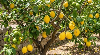 Primer plano de un limonero robusto con muchas ramas llenas de limones amarillos maduros y verdes inmaduros, con hojas verdes frondosas.