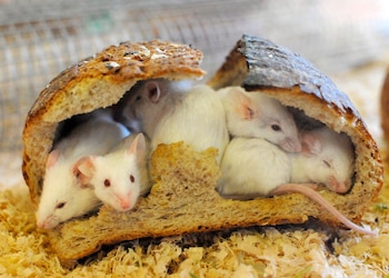 Imagen WSQ4S74SSVDEVL7QPFNVI4437Q