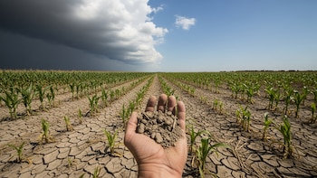 El Salvador: el déficit de granos básicos amenaza con agravarse en el ciclo agrícola 2026-2027, advierte gremial CAMPO