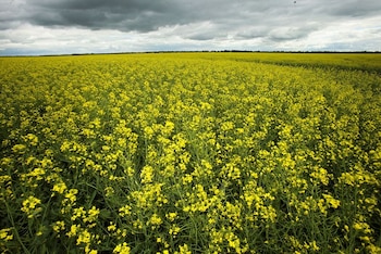 Si bien la expansión de