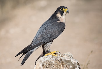 Un halcón peregrino de plumaje gris y blanco, con cabeza negra, ojos amarillos y pico amarillo, posa de perfil sobre una roca. Una anilla metálica se ve en su pata izquierda