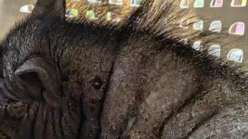 Un cerdo ‘minipig’ y seis