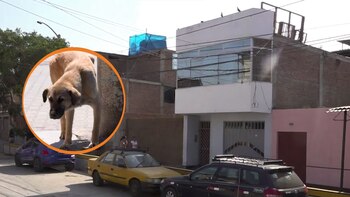 Perrito orina mecha encendida -