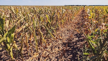 Las olas de calor y sequías combinadas afectarán a miles de millones de personas al año para 2100, proyecto de investigadores