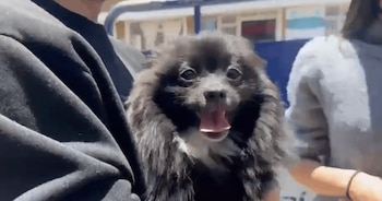 Los dueños de la mascota expresaron su agradecimiento por el acompañamiento a los uniformados del CAI Aures y del CAI Mazurén - crédito @PoliciaBogota / X