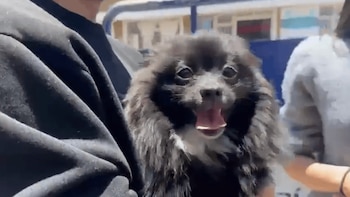 Rescataron a Pato, el perro pomerania que fue robado en Suba, Bogotá, en medio de un intento de atraco: volvió con su familia tras ocho días