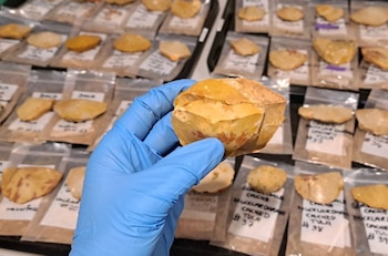 La investigación revela cómo las