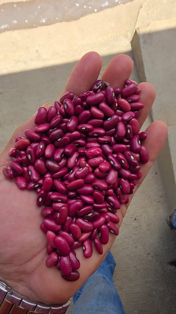 Productores salvadoreños han utilizado semillas mejoradas, resistentes a las sequías y las altas temperaturas./ (Redes de Óscar Domínguez)