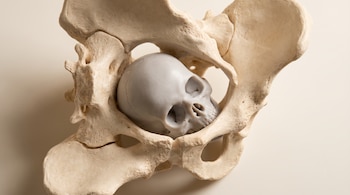 Un modelo anatómico de pelvis de primate de color hueso claro visto desde arriba, con un modelo de cráneo de recién nacido gris perla encajando en la abertura central.