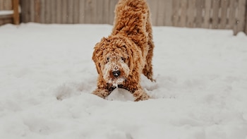 María, veterinaria: “No pasa nada