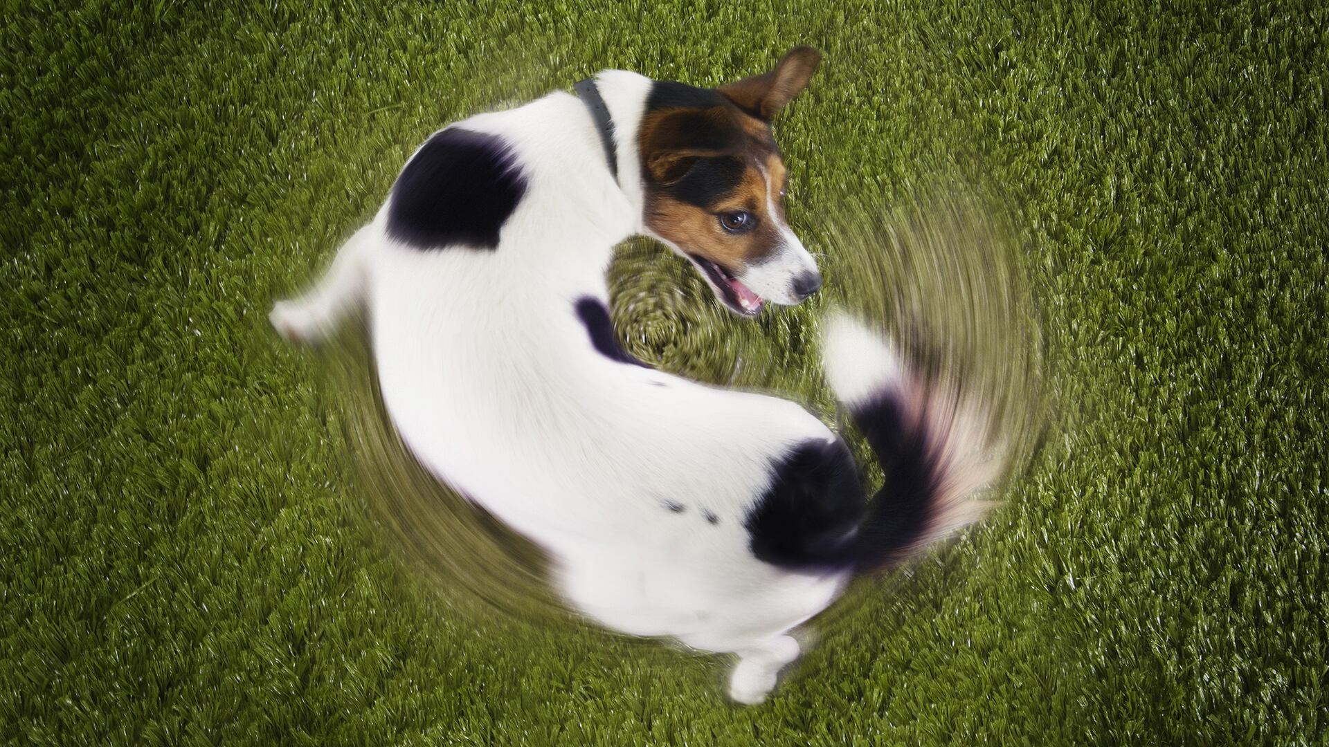MASCOTAS: La dirección en que un perro mueve la cola puede revelar cómo se siente, según la ciencia