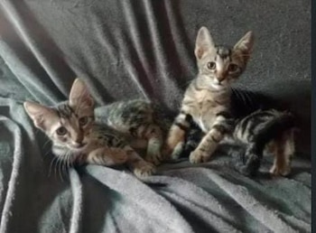Dos pequeños gatitos atigrados de pelaje marrón y gris, con ojos claros, miran directamente a la cámara sobre una manta gris arrugada